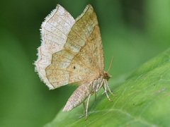 Cepphis advenaria