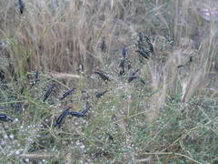 Epicauta erythrocephala