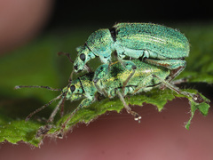 Phyllobius arborator