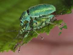 Phyllobius arborator