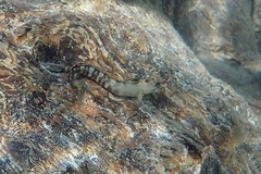 Blenniidae