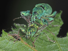 Phyllobius arborator