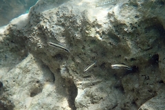 Labroides dimidiatus