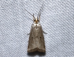 Argyria gonogramma