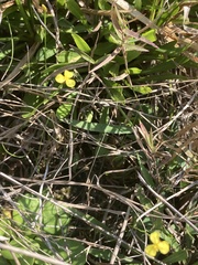 Xyris flabelliformis