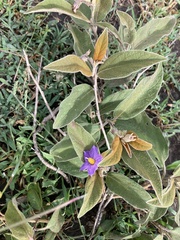 Solanum incanum