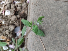 Thyrocarpus glochidiatus