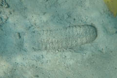 Actinopoda