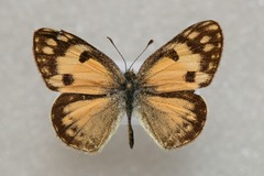 Colotis amata