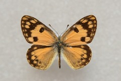 Colotis amata