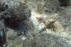 Amblygobius stethophthalmus