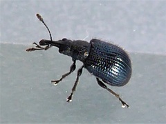 Rhynchitinae