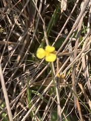 Xyris flabelliformis