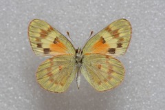 Colotis amata