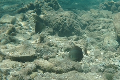 Acanthuridae