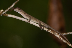 Anolis fuscoauratus