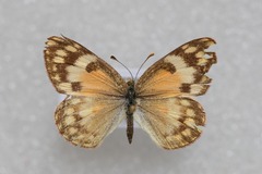 Colotis amata