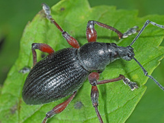 Otiorhynchus coecus