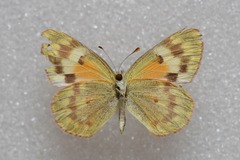 Colotis amata