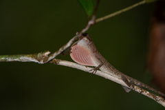 Anolis fuscoauratus