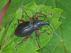 Otiorhynchus coecus