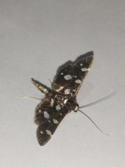 Bocchoris inspersalis