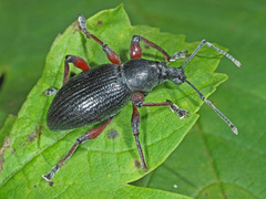 Otiorhynchus coecus