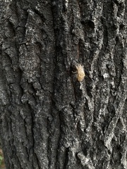 Yezoterpnosia obscura