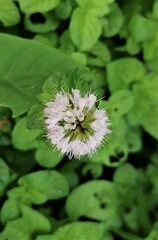 Mentha pulegium