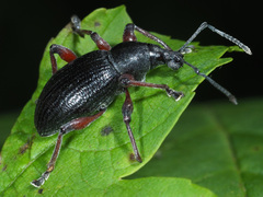 Otiorhynchus coecus