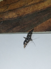 Bocchoris inspersalis
