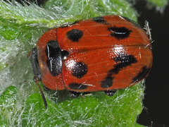 Gonioctena viminalis