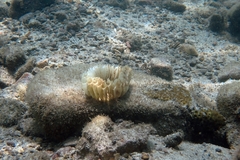 Volegalea cochlidium