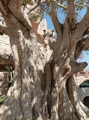 Ficus sycomorus