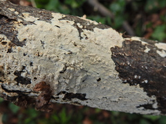 Lyomyces sambuci