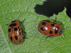 Gonioctena viminalis
