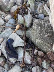 Eisenia arborea