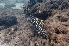 Gymnothorax favagineus