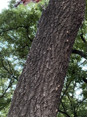 Yezoterpnosia obscura