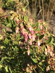 Lyonia lucida