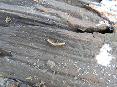 Brachydesmus superus