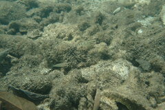 Amblygobius stethophthalmus