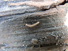 Brachydesmus superus