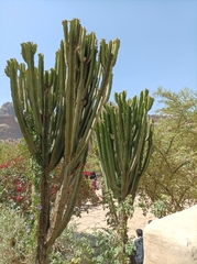 Euphorbia ingens