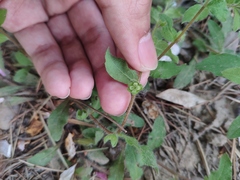 Thyrocarpus glochidiatus