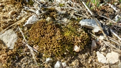 Tortella