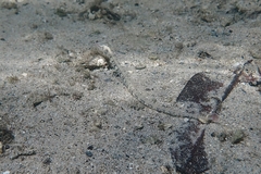 Corythoichthys haematopterus