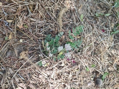 Astragalus scaberrimus