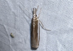 Crambus praefectellus
