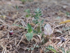 Astragalus scaberrimus